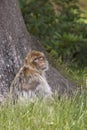 Barbary Macaque