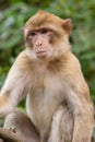 Barbary Macaque