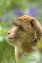 Barbary Macaque