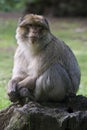 Barbary Macaque