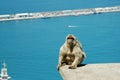 Barbary Macaques or Apes Gibraltar