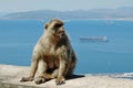 Barbary Macaques or Apes Gibraltar