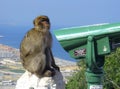 Barbary macaque (ape of Gibraltar)