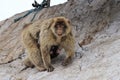 A Barbary macaque with baby