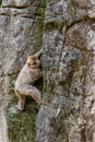 Two Barbary monkeys lie on a stoneBarbary Macaque climbs up a rock