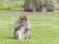 Barbary Macaque eating an apple