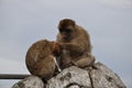 Barbary macaque family living at Gibraltar. Two young monkeys grooming each other