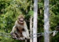 Barbary macaque Royalty Free Stock Photo