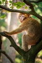 Barbary macaque in the forest