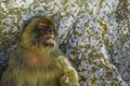 Barbary macaque in Gibraltar Royalty Free Stock Photo