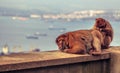 Barbary macaque in Gibraltar