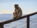 Macaque in Gibraltar sitting on a porch