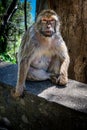 Barbary Macaque of Gibraltar stare down