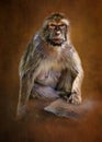 0000327 Barbary Macaque Gibraltar wih Textured Background 3035 Royalty Free Stock Photo