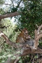Barbary macaque with its youngling eating a stolen sandwich Royalty Free Stock Photo