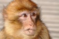 Barbary Macaque (Macaca sylvanus)