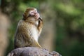 Barbary macaque - Macaca sylvanus also Barbary ape or magot, found in the Atlas Mountains of Algeria and Morocco along with a