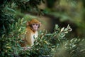 Barbary macaque - Macaca sylvanus also Barbary ape or magot, found in the Atlas Mountains of Algeria and Morocco along with a Royalty Free Stock Photo