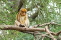 Barbary macaque - Macaca sylvanus also Barbary ape or magot, found in the Atlas Mountains of Algeria and Morocco along with a Royalty Free Stock Photo