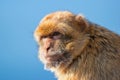 The Barbary macaque (Macaca sylvanus), also known as Barbary ape. Gibraltar Rock Royalty Free Stock Photo