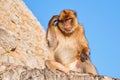 The Barbary macaque (Macaca sylvanus), also known as Barbary ape. Gibraltar Rock Royalty Free Stock Photo