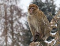 Barbary macaque Macaca sylvanus, also known as Barbary ape or magot Royalty Free Stock Photo