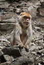 Barbary macaque (Macaca sylvanus), also known as the maggot.