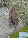 Barbary Macaque sylvanus eats an orange in zoo