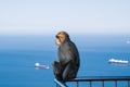 Barbary macaque magot sits on railing. Strait of Gibraltar in the background. Upper Rock area of the Gibraltar Nature Reserve, B Royalty Free Stock Photo