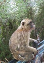 Barbary Macaque mama and baby monkey sitting on a rail near the rock of Gibraltar Royalty Free Stock Photo