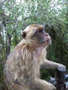 Barbary Macaque mama and baby monkey sitting on a rail near the rock of Gibraltar Royalty Free Stock Photo