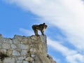 Barbary Macaque mama and baby monkey standing on the cliff edge near the rock of Gibraltar