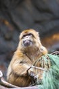 Barbary Macaque monkey Royalty Free Stock Photo