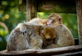 Barbary macaque monkey family grooming each other