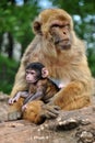 Barbary macaque monkey mother with her baby