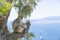 The Barbary Macaque monkeys of Gibraltar. The only wild monkey population on the European Continent Royalty Free Stock Photo