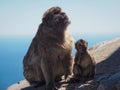 Barbary macaque or monkeys of Gibralter, mother with baby, Macaca sylvanus Royalty Free Stock Photo