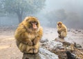 Barbary Macaque Monkeys sitting on ground in the great Atlas forests of Morocco, Africa