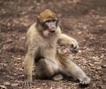 Barbary Macaque in Morocco