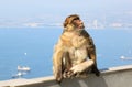 Barbary Macaque at the Rock of Gibraltar