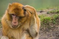 Barbary macaque scratching its head. Royalty Free Stock Photo