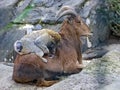 Barbary macaque sitting on a Barbary sheep