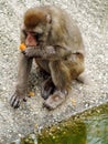 Barbary Macaque sylvanus eats an orange in zoo