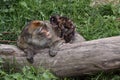 Barbary macaque upbringing