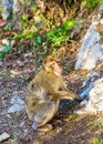 Barbary macaque at the Upper Rock of Gibraltar Royalty Free Stock Photo