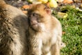 Barbary Macaque Young Monkey Royalty Free Stock Photo