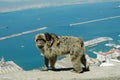 Barbary Macaques or Apes, Gibraltar