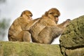 Barbary Macaques Bonding