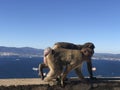Barbary macaque - Macaca sylvanus - Gibraltar - Europe Royalty Free Stock Photo