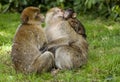 Barbary Macaques. Royalty Free Stock Photo